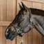 Dy'on Working Plaited Leather Headcollar - Brown