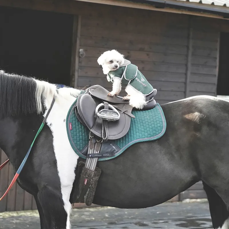 EQUIDRY Waterproof Dog Coat - Black Forest Green/Grey-3