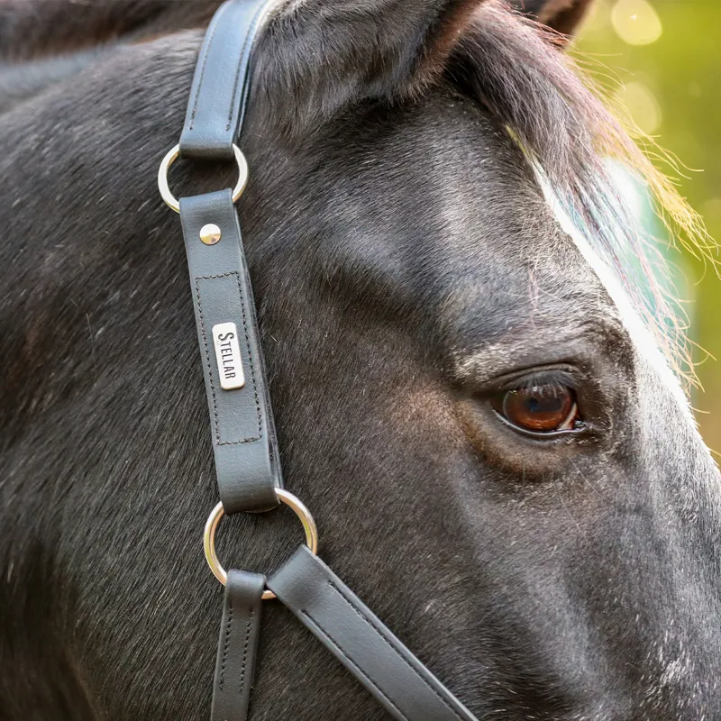 Equilibrium Stellar All-Weather Safety Headcollar - Black-5
