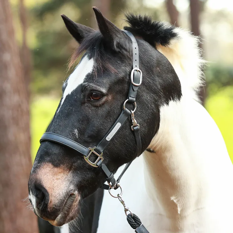 Equilibrium Stellar All-Weather Safety Headcollar - Black-4