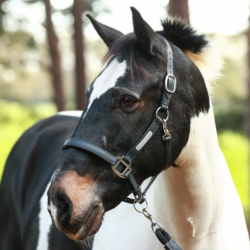 Equilibrium Stellar All-Weather Safety Headcollar - Black-2