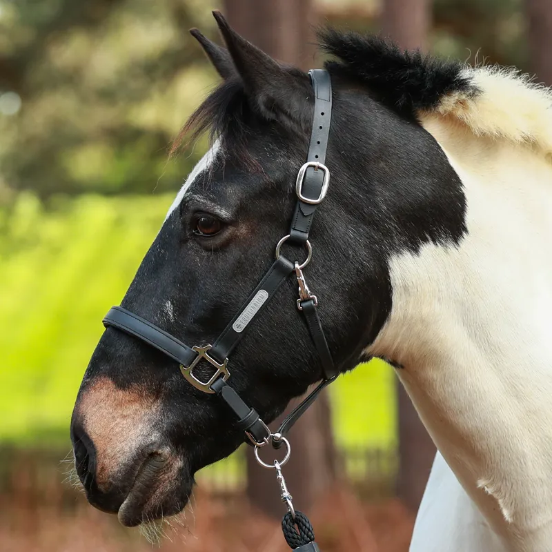 Equilibrium Stellar All-Weather Safety Headcollar - Black
