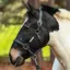 Equilibrium Stellar All-Weather Safety Headcollar - Black
