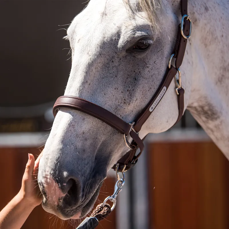 Equilibrium Stellar All-Weather Safety Headcollar - Brown-5