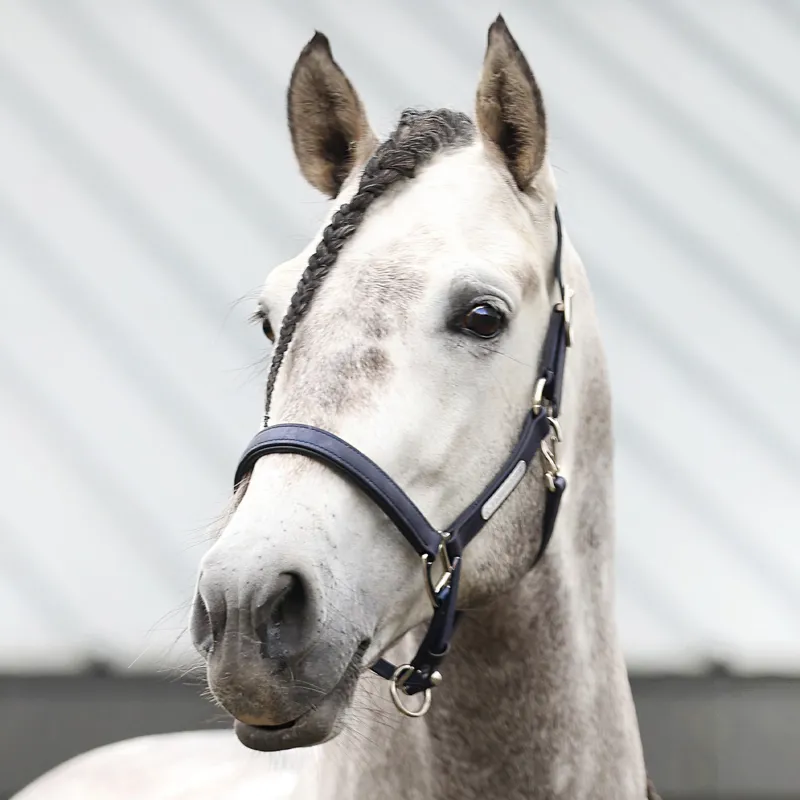Equilibrium Stellar All-Weather Safety Headcollar - Navy-4
