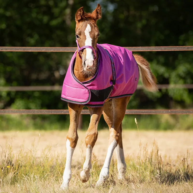 QHP Foal Turnout Rug - Festival-1