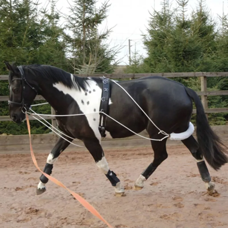 GFS Training Aid Lunging System