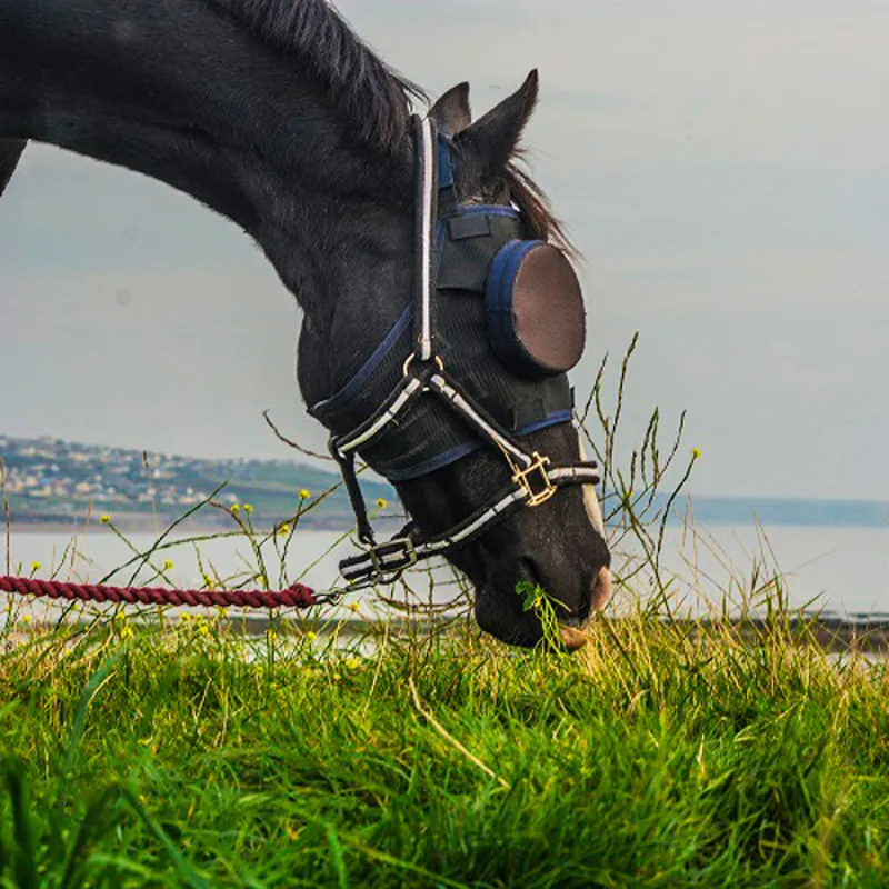 Guardian Horse Replacement Sunshades - 95%-5