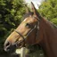 Rhinegold Heritage Leather In-hand Bridle - Havana