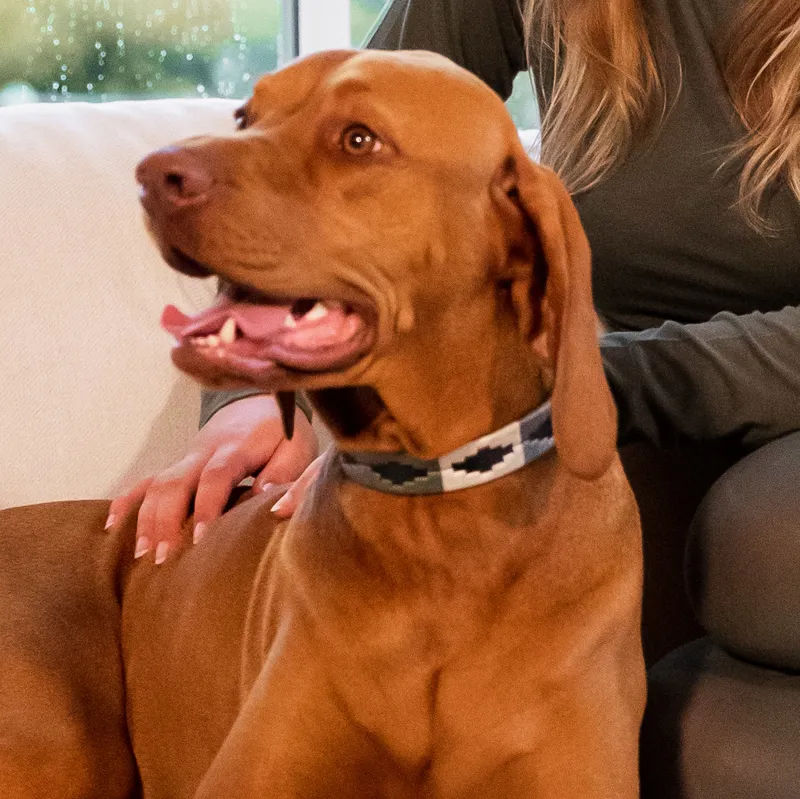 Horze Polo Dog Collar - Beetle Green/Vapor Grey-2