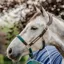 Horseware Signature Braided Headcollar - Brown/Navy/Hunter Green