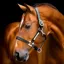 Horseware Signature Leather Headcollar - Black