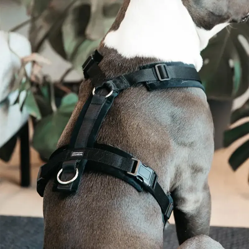 Kentucky Velvet Active Dog Harness - Black-3