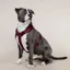 Kentucky Velvet Active Dog Harness - Bordeaux