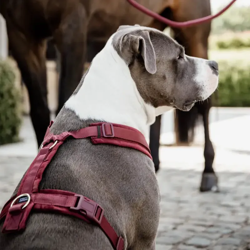 Kentucky Velvet Active Dog Harness - Bordeaux-3