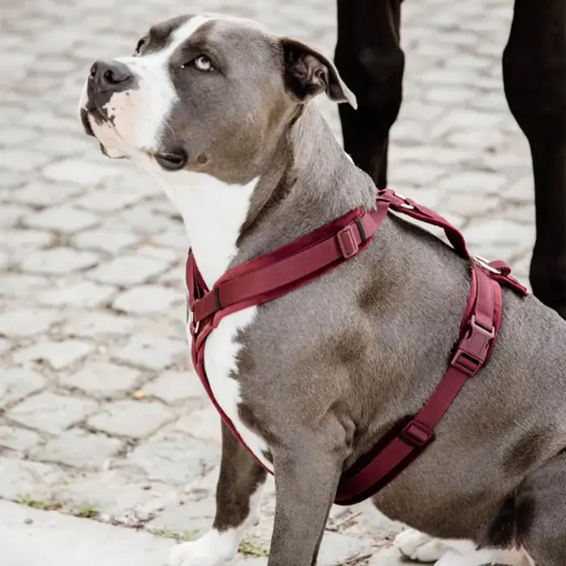 Kentucky Velvet Active Dog Harness - Bordeaux-2
