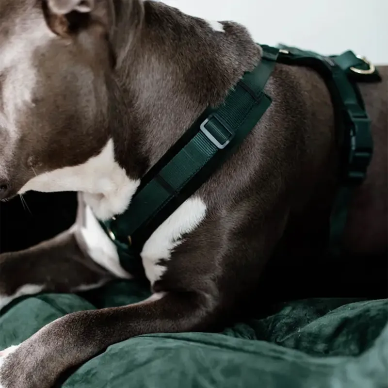 Kentucky Velvet Active Dog Harness - Pine Green-5