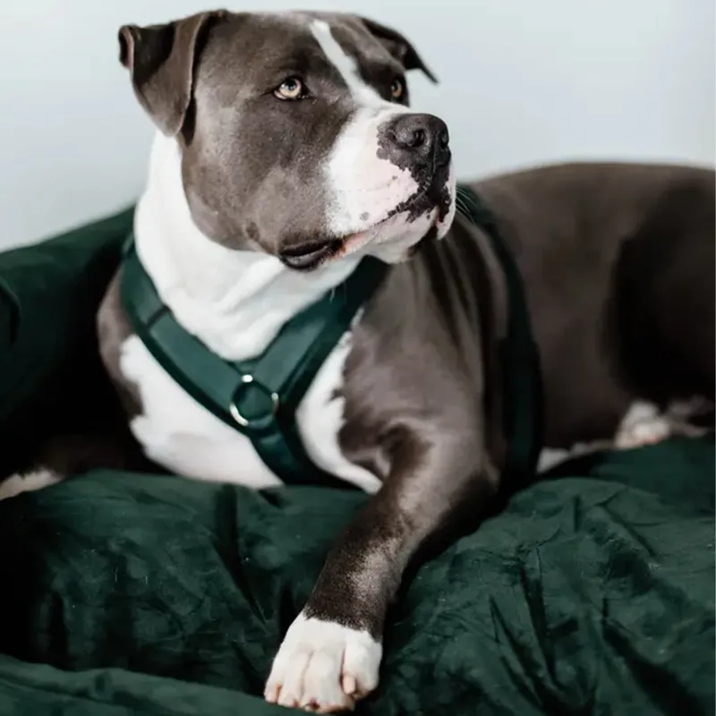 Kentucky Velvet Active Dog Harness - Pine Green-4