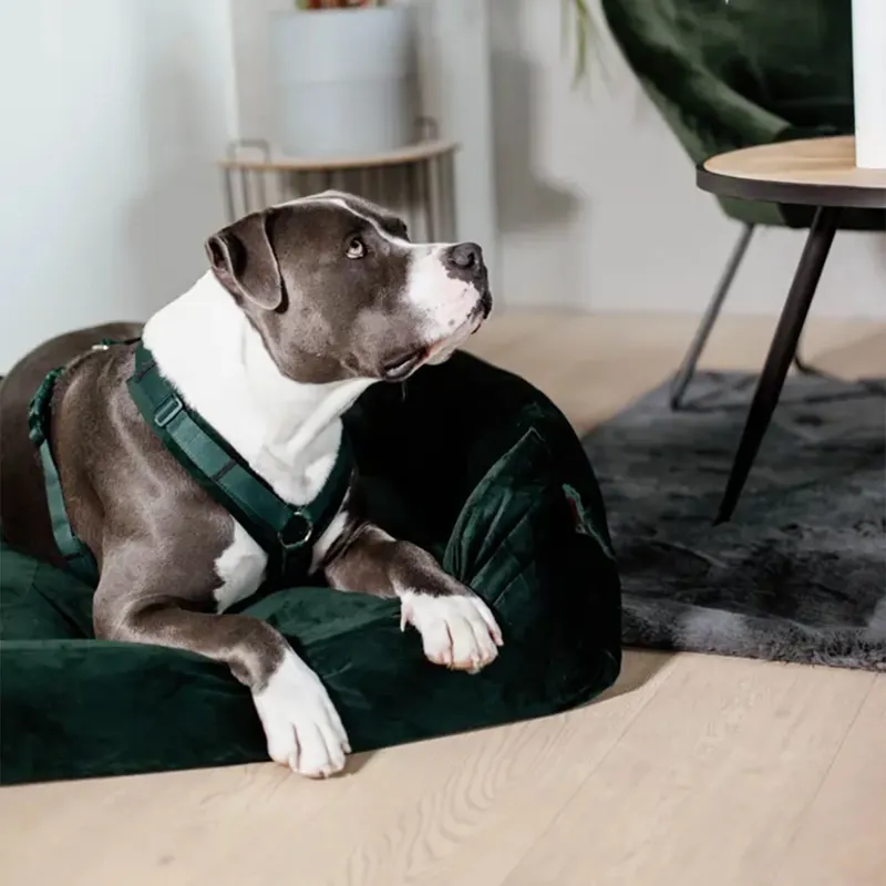 Kentucky Velvet Active Dog Harness - Pine Green-3