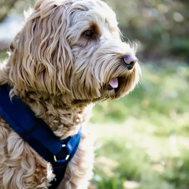 Kentucky Velvet Active Dog Harness - Navy-5