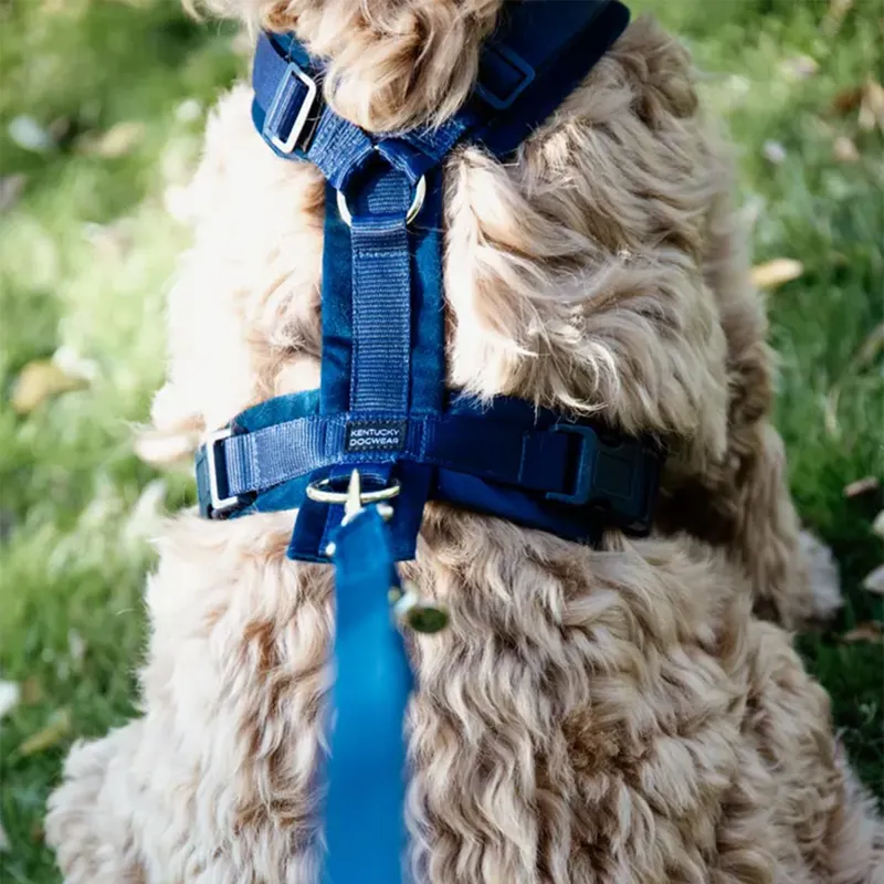 Kentucky Velvet Active Dog Harness - Navy-2