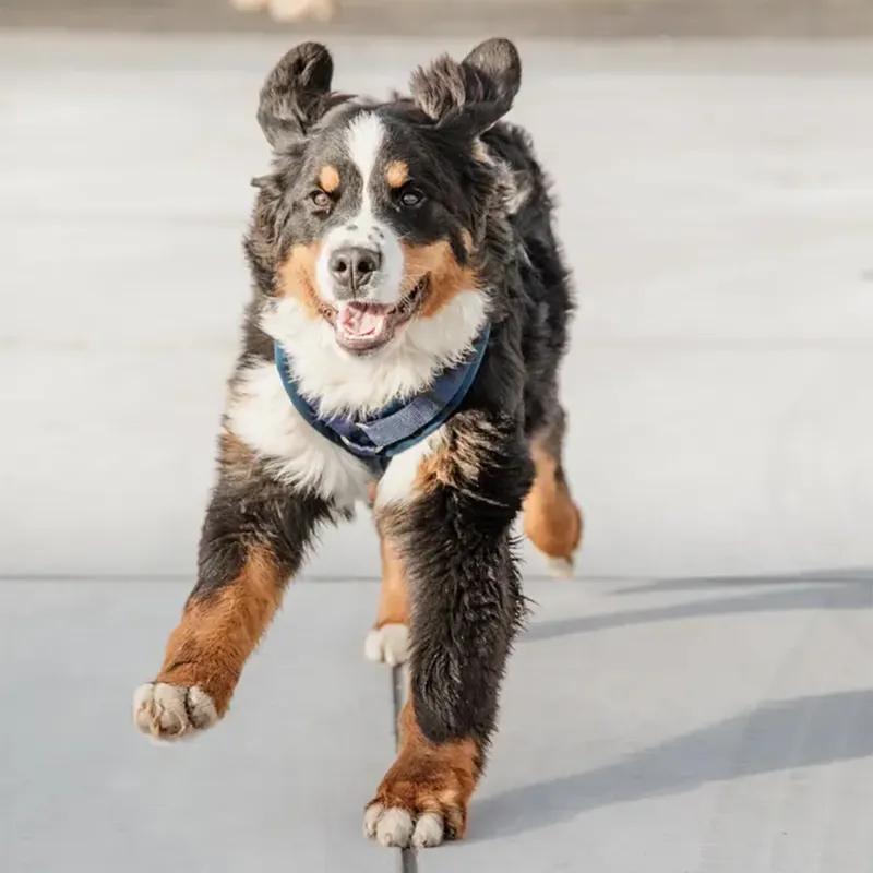 Kentucky Velvet Active Dog Harness - Navy-4