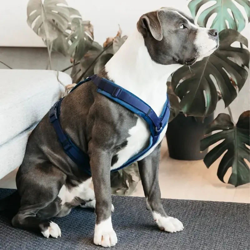 Kentucky Velvet Active Dog Harness - Navy-6