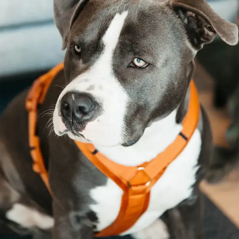 Kentucky Velvet Active Dog Harness - Orange-5