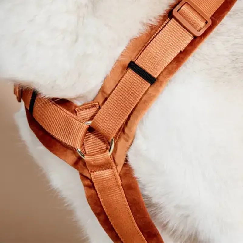 Kentucky Velvet Active Dog Harness - Orange-4