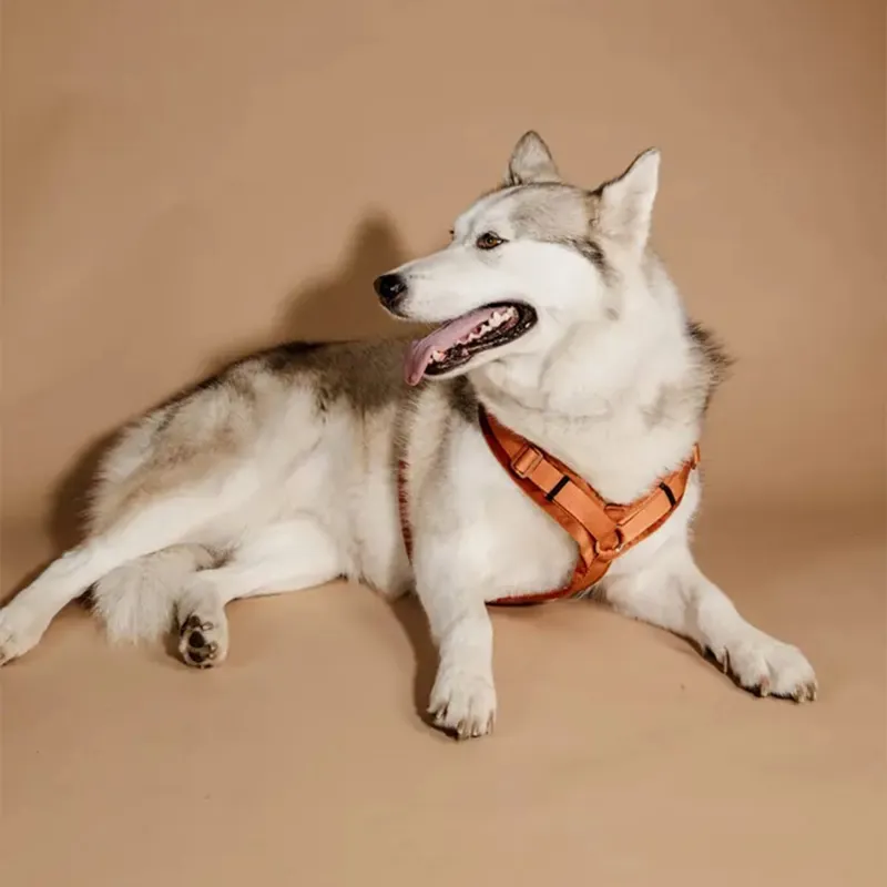 Kentucky Velvet Active Dog Harness - Orange-3