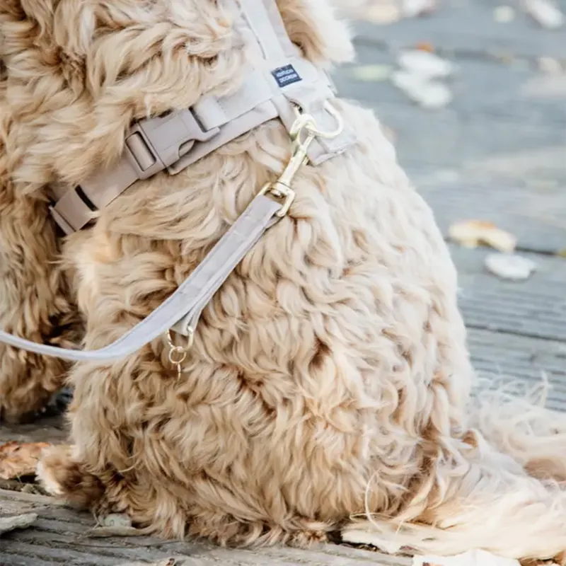 Kentucky Velvet Dog Lead - Beige-1