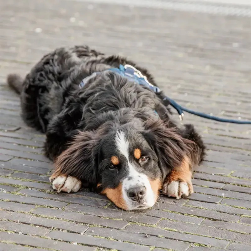 Kentucky Velvet Dog Lead - Navy-3