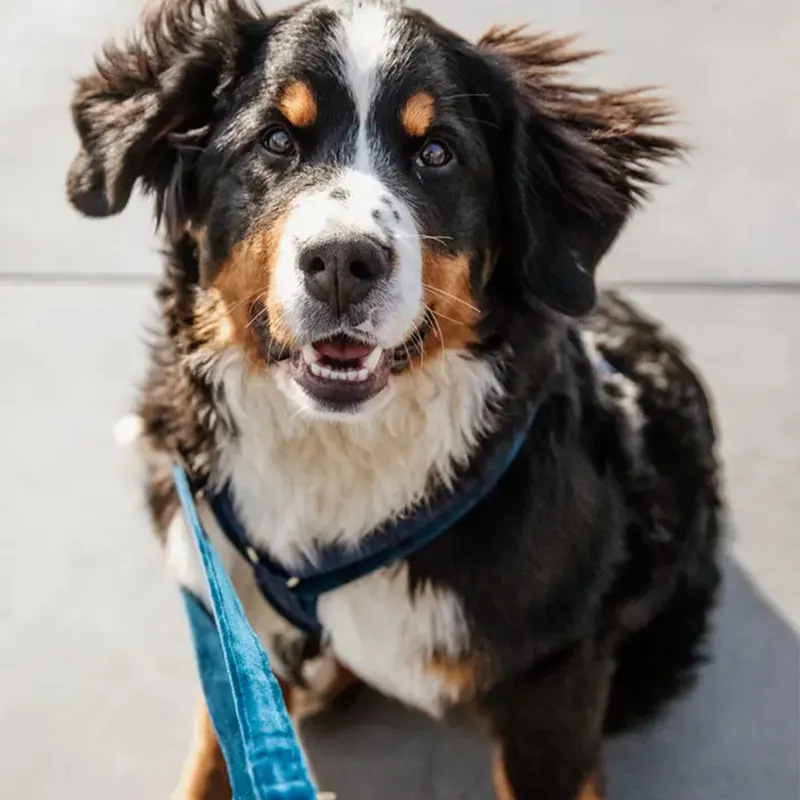 Kentucky Velvet Dog Lead - Navy-1