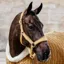 Kentucky Velvet Headcollar - Mustard