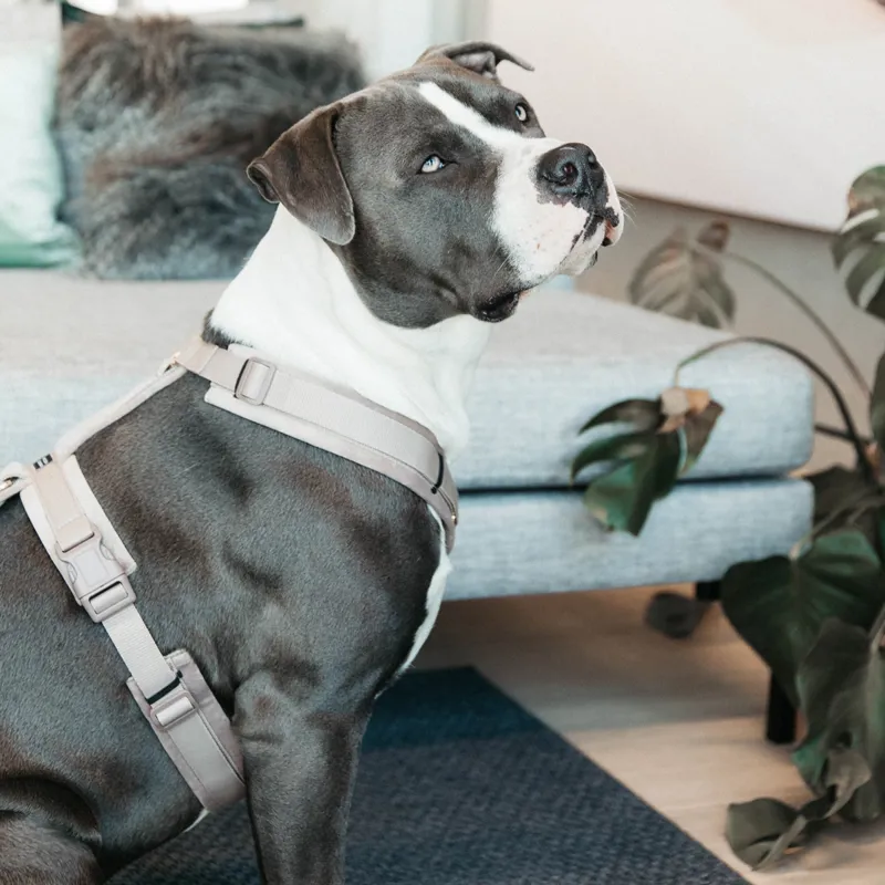 Kentucky Velvet Active Dog Harness - Beige