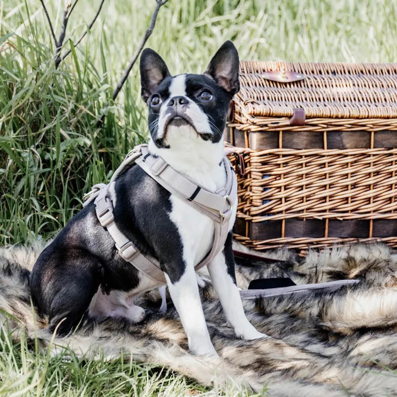 Kentucky Velvet Active Dog Harness - Beige-3