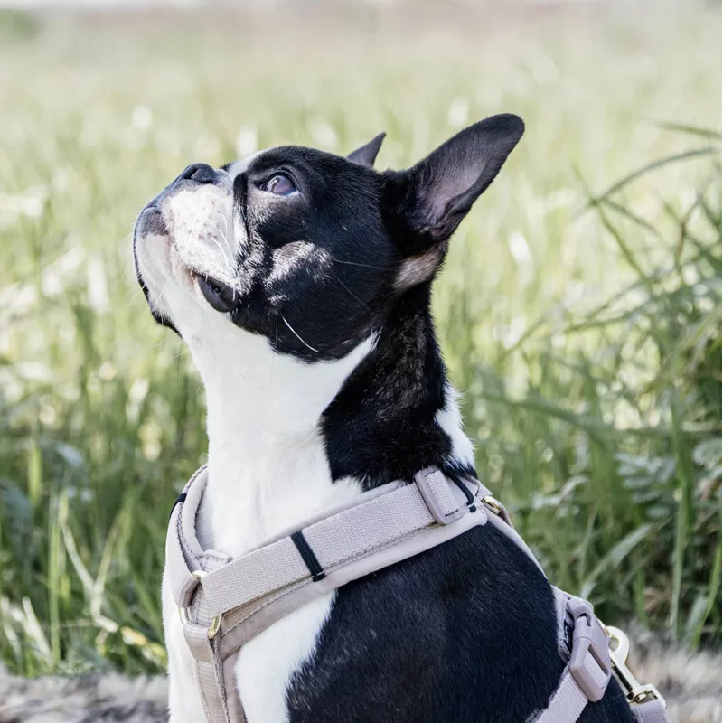 Kentucky Velvet Active Dog Harness - Beige-4