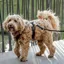 Kentucky Velvet Active Dog Harness - Black