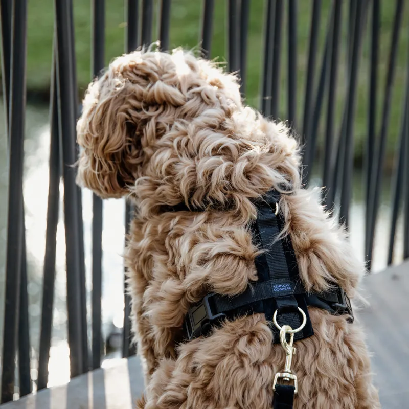 Kentucky Velvet Active Dog Harness - Black-5