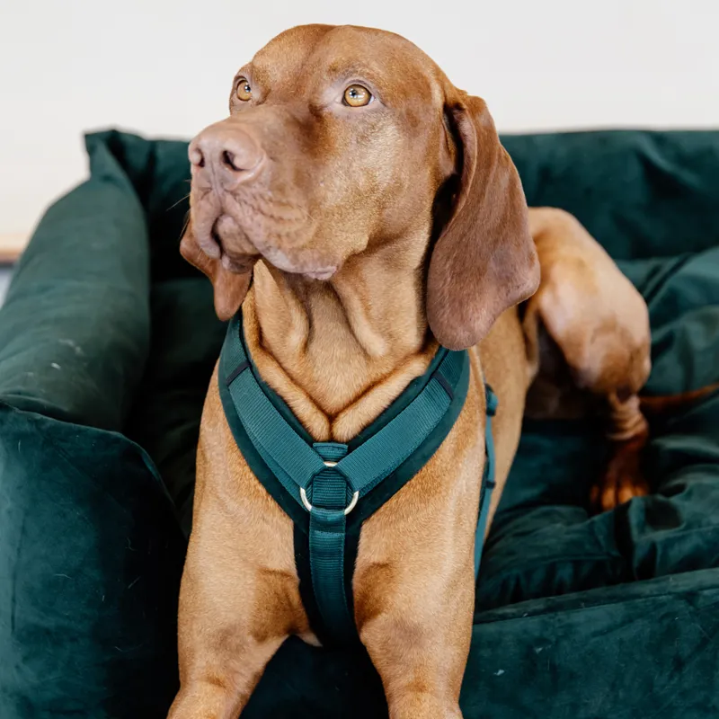 Kentucky Velvet Active Dog Harness Pine Green