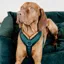 Kentucky Velvet Active Dog Harness - Pine Green