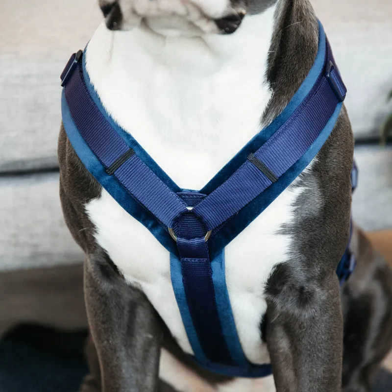 Kentucky Velvet Active Dog Harness - Navy-7