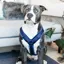 Kentucky Velvet Active Dog Harness - Navy