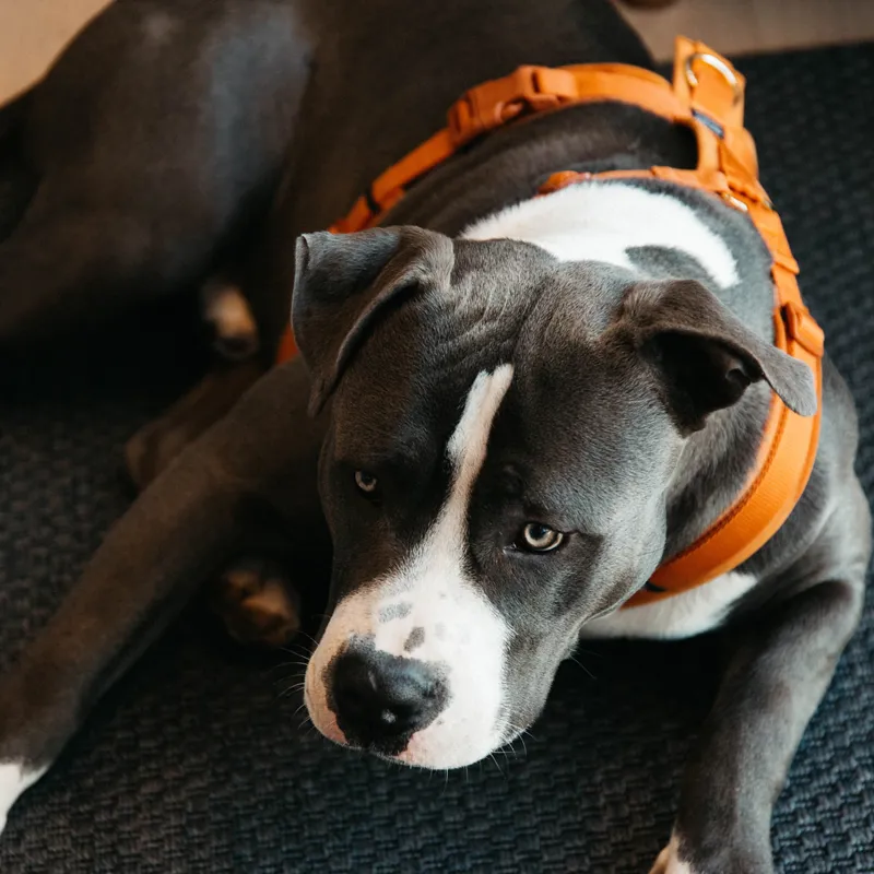 Kentucky Velvet Active Dog Harness - Orange-6