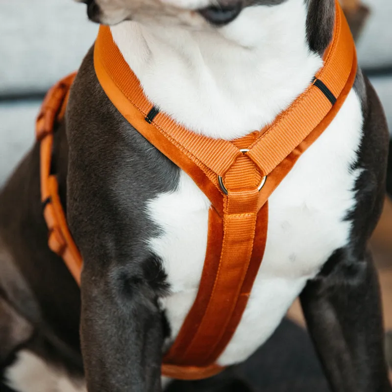 Kentucky Velvet Active Dog Harness - Orange-7