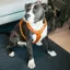 Kentucky Velvet Active Dog Harness - Orange