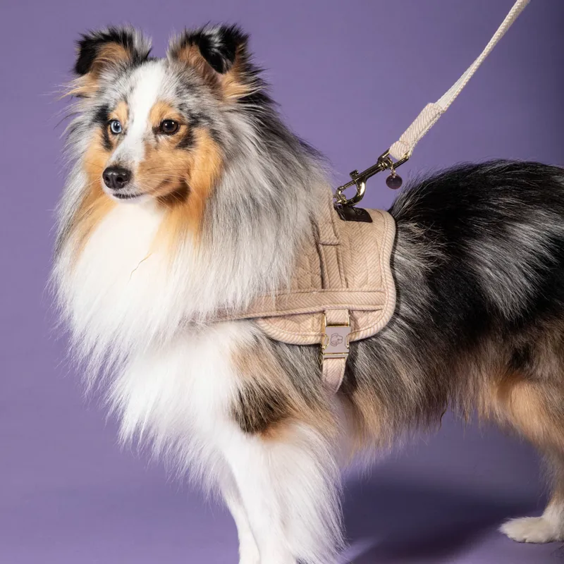 Kentucky Body Safe Dog Harness - Beige-2