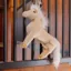 Kentucky Relax Horse Toy - Sammy