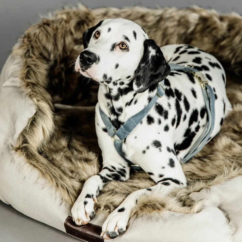 Kentucky Velvet Loop Dog Harness - Light Blue-3