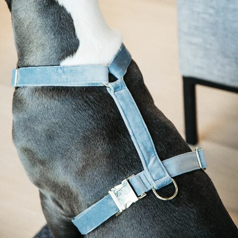 Kentucky Velvet Loop Dog Harness - Light Blue-2